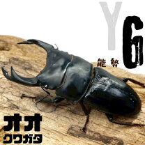 楽天市場】能勢 yg オオクワガタの通販