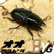 楽天市場】オオクワガタ能勢ygの通販