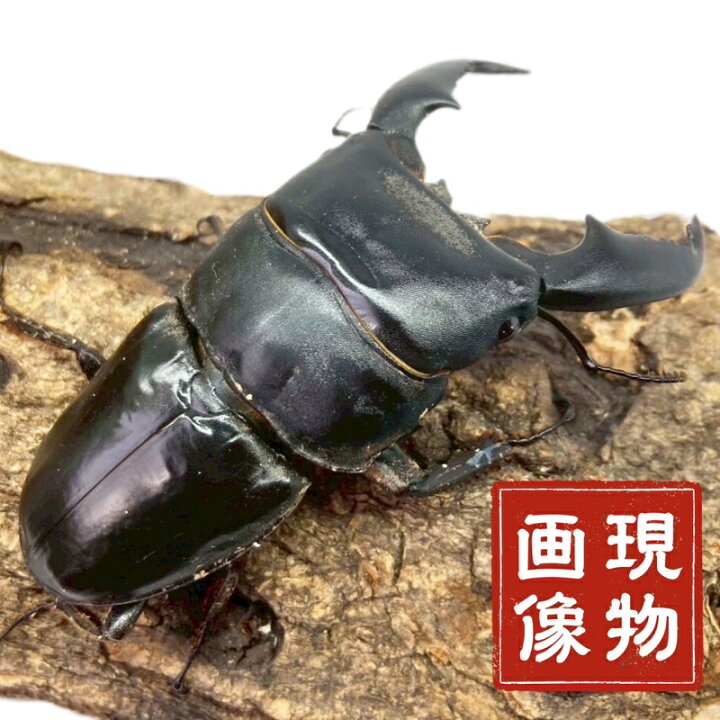 楽天市場】スマトラオオヒラタ オス【アチェ産】 極太血統 【現物画像 