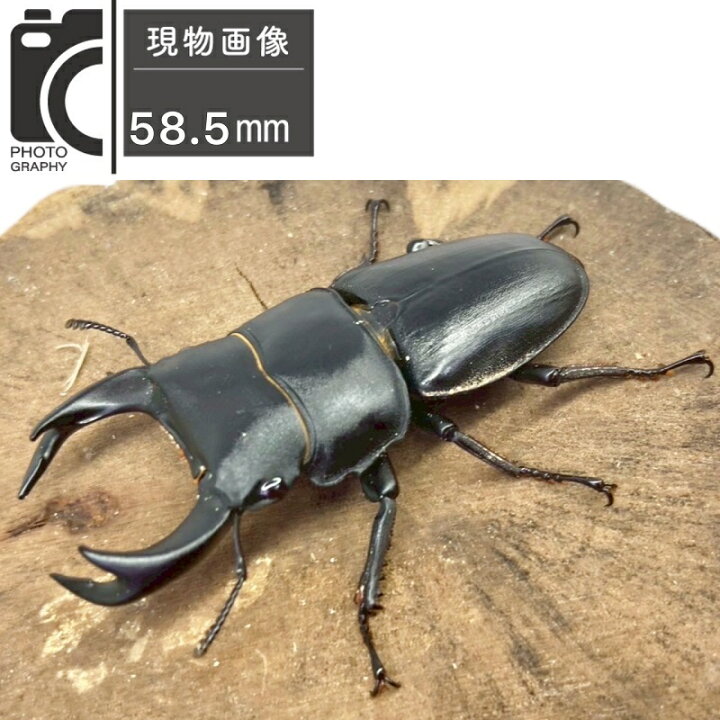 楽天市場】ホペイオオクワガタ ペア 極太血統 【現物個体】 中国 外 