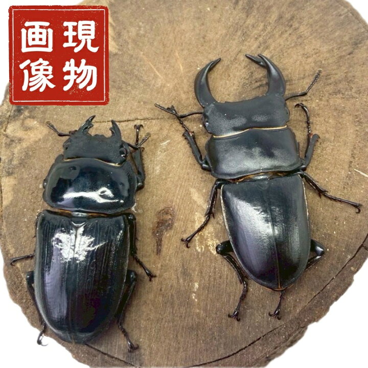 楽天市場】ホペイオオクワガタ ペア 極太血統 【現物個体】 中国 外 
