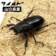 ミヤマクワガタ メス ♀ 【山口県産・WD個体】 サイズ選択 生体 成虫 国産 販売 昆虫 飼育 観賞 採集 ワ…