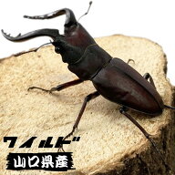 ノコギリクワガタ オス ♂小型 中型 大型 小歯 中歯 大歯 【 山口県産 WD個体 】 生体 成虫 販売 ワイル…
