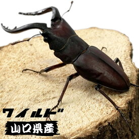 ノコギリクワガタ オス ♂小型 中型 大型 小歯 中歯 大歯 【 山口県産 WD個体 】 生体 成虫 販売 ワイルド 国産 昆虫 飼育 観賞 ワイルド 採集個体 サイズ・頭数選択可