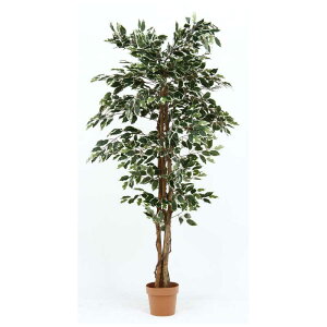 不二貿易 観葉植物 フィカス 1124 B 52664