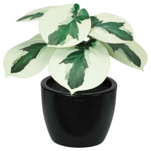 AXJ@tFCNO[ yy~A @QCgO-@A-51084-051V