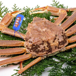  挧` uh^Ot tKj 1t 600`700g Kj(܂܏o) 1 2 Yn YCKj }coKj Jj I  Y {C p Ⓚ { g ~ 