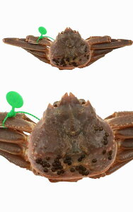  s{Y ԐlKj Kj 1t 500g Kj(܂܏o) 1 Yn YCKj Jj I  Ynؖ^O uh^O ̃Jj  Y p Ⓚ { g ~ 