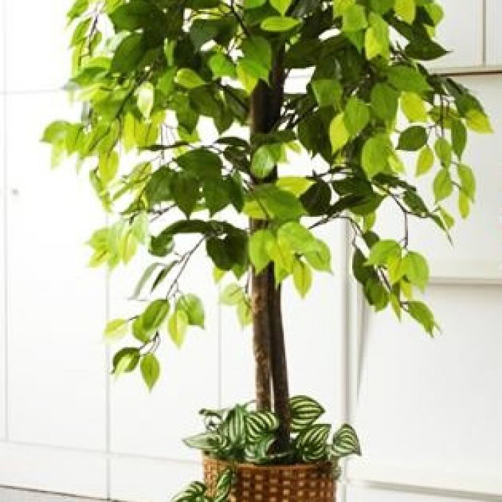 楽天市場 観葉植物 造花 インテリア フェイクグリーン おしゃれ 人工 プレゼント お祝い ギフト ディスプレイ リアル 安い モダン 新築祝い 日陰 高級 アンティーク 北欧 大きい 大型 室内 玄関 ベンジャミン 木 家具 インテリア通販room