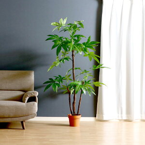 室内 植木 観葉植物の人気商品 通販 価格比較 価格 Com