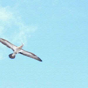 ݃J}uނ炢ṽt@ubNpl/ MTCYi30cm×30cmj EH[A[g Ǌ|  k _ Vzj JXj j   Q rO ڎ