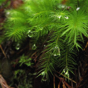 iʐ^̃t@ubNpl MTCYi30cm×30cmj EH[A[g Ǌ|  k _ JXj  Vzj rO  Q ڎ j