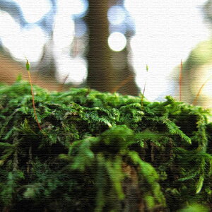 iʐ^̃t@ubNpl MTCYi30cm×30cmj EH[A[g Ǌ|  k _ rO j ڎ  Q Vzj  JXj