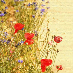 Mtgɂ/ԃ`[t̃CeApl LTCYi57cm×57cmj EH[A[g Ǌ|  k _ JXj   Vzj Q j rO ڎ