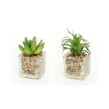 楽天市場 送料無料 12個入り 人工観葉植物 多肉植物ガラスケース12種アソート フェイクグリーン 造花 引っ越し祝い 新築祝い おしゃれ かわいい インテリア 雑貨 ベッド 家具通販furniture Store