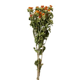 ベニバナ オレンジ ドライフラワー ナチュラル [TDLFD003020-009] アレンジメント花材 天然素材 ハンドメイド資材 ディスプレイ フラワー素材