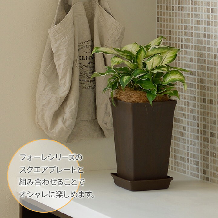 楽天市場】リッチェル フォーレ スクエアポット 10号 | 鉢 植木鉢 ポット プランター 角型 深型 おしゃれ 四角 日本製 園芸鉢 ガーデニング 木目調 ナチュラル プラスチック 観葉植物 小さめ草花 鉢植え : オンラインショップ びーんず 楽天市場】リッチェル フォーレ スクエアポット 10号 | 鉢 植木鉢 ポット プランター 角型 深型 おしゃれ 四角 日本製 園芸鉢 ガーデニング 木目調 ナチュラル プラスチック 観葉植物 小さめ草花 鉢植え : オンラインショップ びーんず