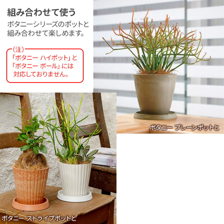 市場 リッチェル ボタニー 鉢 30型 直径21.2×高さ2cm プランター プレート 受皿 市場 リッチェル ボタニー 鉢 30型 直径21.2×高さ2cm プランター プレート 受皿