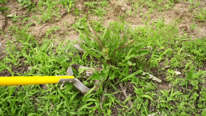 スキッジャー☆草かき Amazon.co.jp: スキッジャー 草取り道具 草刈りの革命 立った