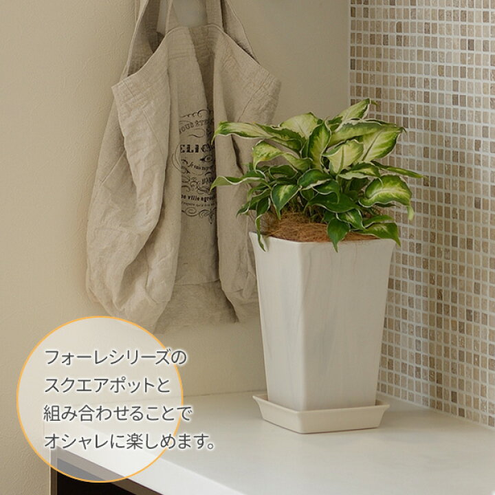 楽天市場】リッチェル フォーレ スクエアプレート 8号 ホワイト(W) | 受け皿 プレート 角 プランタープレート 四角 角型 スクエア おしゃれ プランター 鉢 日本製 園芸鉢 ガーデニング ナチュラル 鉢植え : 生活雑貨マーケット マスト 楽天市場】リッチェル フォーレ スクエアプレート 8号 ホワイト(W) | 受け皿 プレート 角 プランタープレート 四角 角型 スクエア おしゃれ プランター 鉢 日本製 園芸鉢 ガーデニング ナチュラル 鉢植え : 生活雑貨マーケット マスト