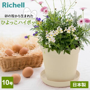 b`F Ђ nC|bg 10 x[W 170367 b Aؔ   v^[ [ a30cm { Vv AbvTCNi ̊k̍ėp ɂ₳ GR SDGs