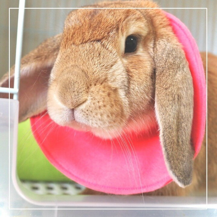 楽天市場 送料無料 メール便 うさぎ用エリザベスカラー ハンドメイド 去勢 避妊 傷保護 傷舐め防止 ウサギ用エリザベスカラースタイ型 ソフトエリカラ うさぎ術後ストレス軽減 やわらかい 軽量 Chouchouうさぎ用品大阪オリジナル Chouchouうさぎ用品大阪楽天市場店