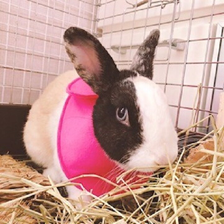 楽天市場 送料無料 メール便 うさぎ用エリザベスカラー ハンドメイド 去勢 避妊 傷保護 傷舐め防止 ウサギ用エリザベスカラースタイ型 ソフトエリカラ うさぎ術後ストレス軽減 やわらかい 軽量 Chouchouうさぎ用品大阪オリジナル Chouchouうさぎ用品大阪楽天市場店