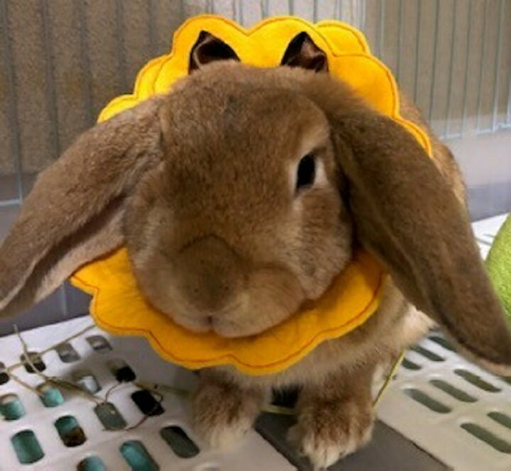 楽天市場 送料無料 うさぎ用エリザベスカラー 避妊 去勢 皮膚疾患 傷保護 エリザベスカラー ハンドメイド 軽量 ウサギ術後ケア Chouchou うさぎ用品大阪楽天市場店 楽天市場 送料無料 うさぎ用エリザベスカラー 避妊 去勢 皮膚疾患 傷保護 エリザベスカラー ハンドメイド 軽量 ウサギ術後ケア Chouchou うさぎ用品大阪楽天市場店