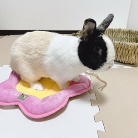 うさぎおもちゃ 三晃商会 お花のクッション W04 うさぎあったかマット うさぎ冬対策 うさぎおざぶ うさぎ ウサギ うさぎ花クッション 小動物座布団 うさぎ専門店