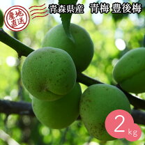 楽天市場】豊後 梅（梅｜フルーツ・果物）：食品の通販