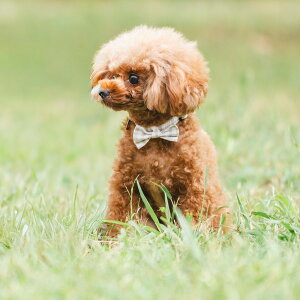 yډi100~OFFz ^ p  fBJ radica qh~ J[ t@bV { 2`8kg OK/ԕis [։RADICA+Y J[