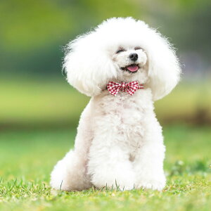 yډi100~OFFz ^ p  fBJ radica qh~ J[ t@bV { 2`8kg OK/ԕis [։RADICA+Y J[