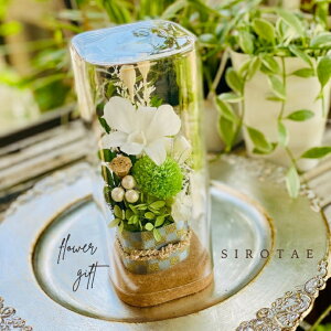 yzvU[uht[ԂƘaَq̃Zbg`单\`