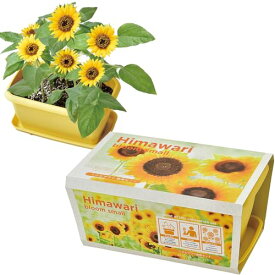聖新陶芸 通年 家庭菜園 簡単 栽培キット ゆったり育てる ミニヒマワリ 花 栽培セット ( 自由研究 ) 鉢約24×15cm ENJO 送料無料