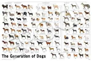 エポック社(EPOCH) 1000ピース ジグソーパズル いきもの/ペット いぬ 犬の系統図 (50×75cm) 12-625s のり付 送料無料