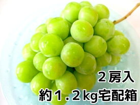 楽天市場 2 月 旬 果物の通販