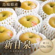 梨 新甘泉 鳥取 【鳥取県産 新甘泉（しんかんせん）】8月下旬より順次発送予定 【鳥取の旬のフルーツ「初…