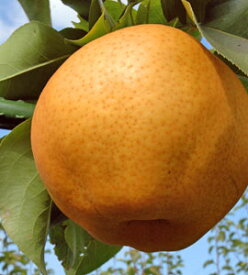 山陰の初冬の味覚！【お歳暮・ご贈答に最適】あたご梨2kg進物箱12月上旬より順次発送予定【楽ギフ_包装】