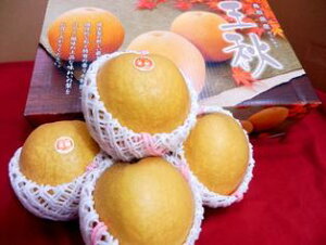yzH3.5kgϔ11`{菇yΕEɍœKz̔ӏH̖oIyyMt_zykCEn͕ʓr500~z