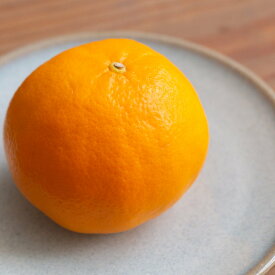 佐賀産ブランド柑橘　にじゅうまる【佐賀県の旬の果物】2月中旬ごろより発送予定
