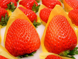 ym̏{̂z9`12艻ϔIC`SyEwsz1{`3{딭\