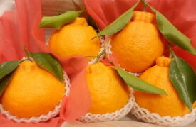 木成り完熟デコポンJA熊本果実連産「葉付きでこぽん」光センサーで糖度保証！【デコポン　熊本】2月上旬頃より順次発送予定【贈り物に最適！】【熊本の旬のフルーツ「春」】