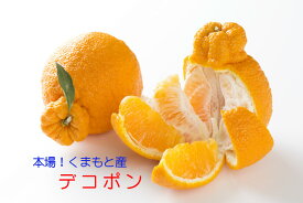 熊本産デコポンくまもと デコポン 不知火JA熊本果実連産「でこぽん」【贈り物に最適】【デコポン 取り寄せ】12月中旬ごろより順次発送予定