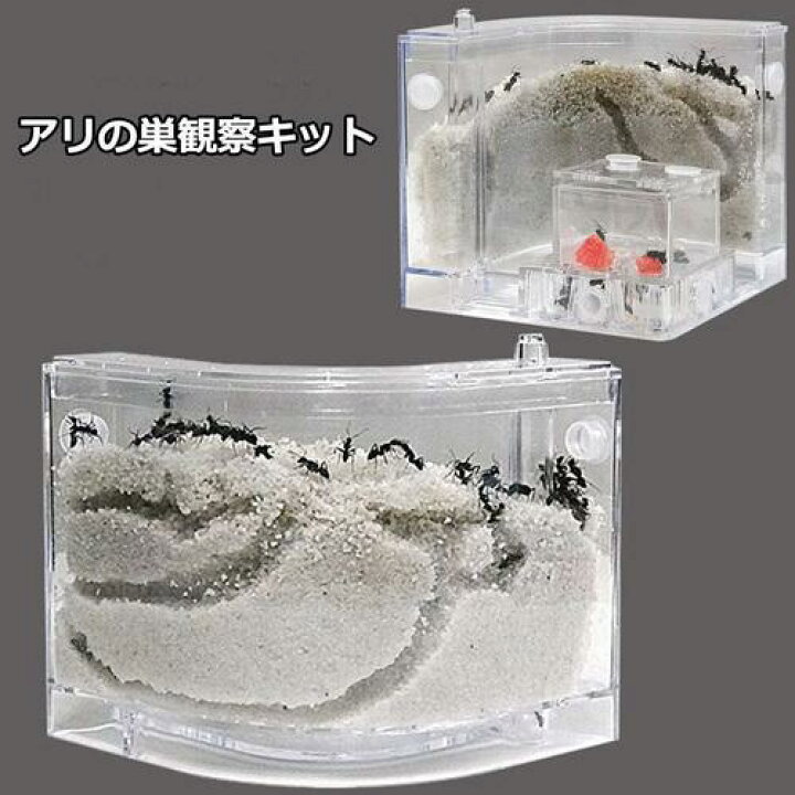 楽天市場】アリの巣 あり観察キット アリの巣観察キット アリ 巣 観察 