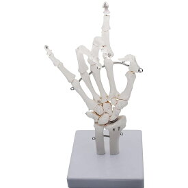 手関節モデル 手関節 手骨格模型 関節可動 ハンドマネキン デッサン ハンドモデル 教育 右手 手首 ディスプレイ