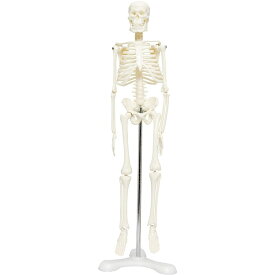 人体骨格模型 骨格標本 直立 スタンド 教材 45cm 1/4 モデル ディスプレイ (ホワイト 台座 三つ足)