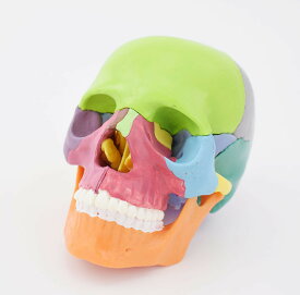 頭蓋骨 頭蓋骨模型 骸骨 模型 顎関節 歯模型 骨格 分解可能顎関節も再現 15個に分解可能 各部位配色 歯科耳鼻科眼科等に
