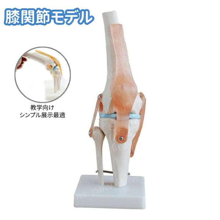 楽天市場】膝関節模型 半月板 ひざ靭帯 人体 骨格模型 実物大 骨格標本 