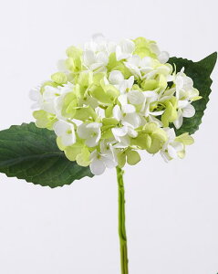 u[AWTC 5{ AȃVO18.15C`̃OXetFCNVNAWTCu[P p[eB[ EFfBO Z^[s[X z[ItBX