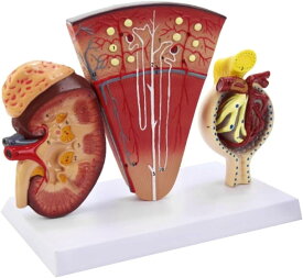 医療解剖教育用モデルツール 人体解剖学的腎臓モデル ネフロン糸球体尿医療モデル付き人体臓器腎臓モデル シミュレーションモデル解剖用研究用教学用モデル